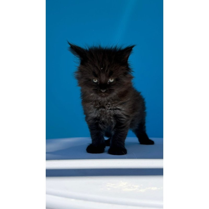 Maine Coon Ursa