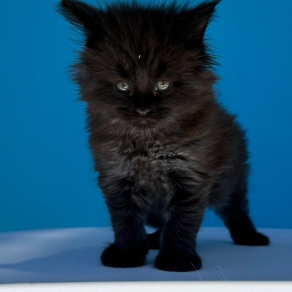 Maine Coon Ursa