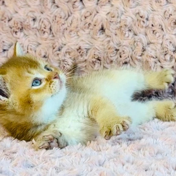 British Golden