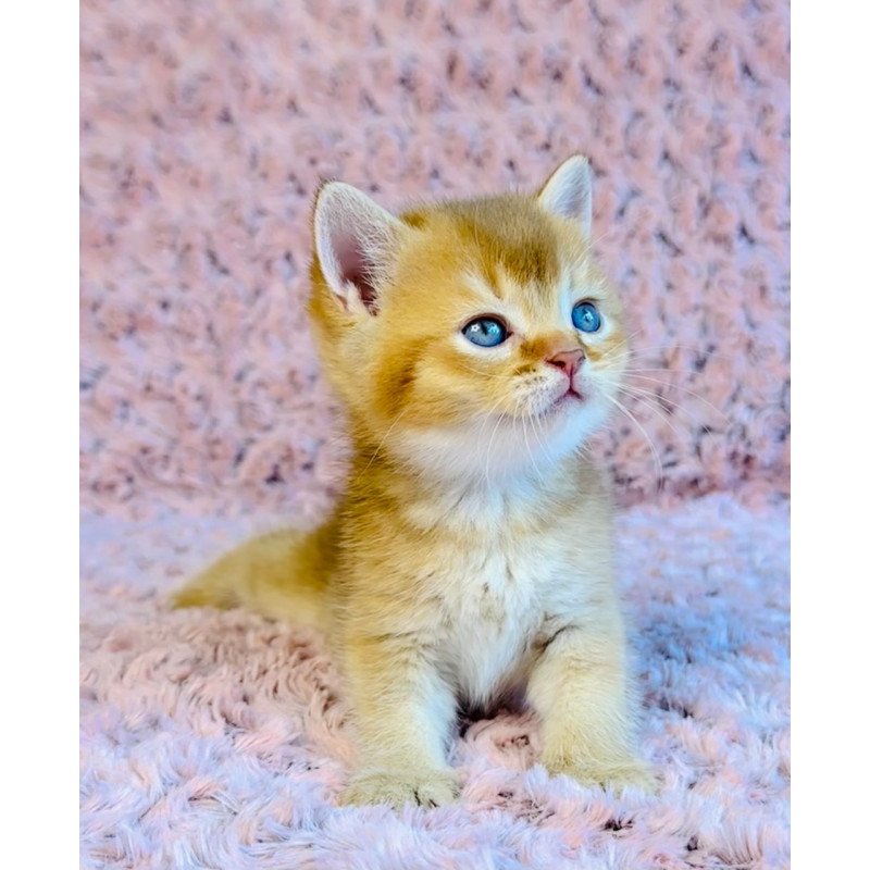 British Golden