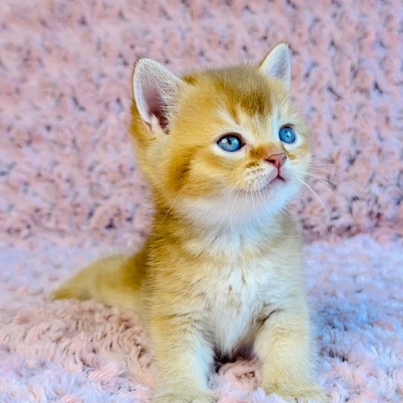British Golden