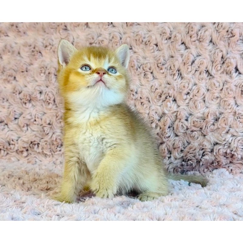 British Golden