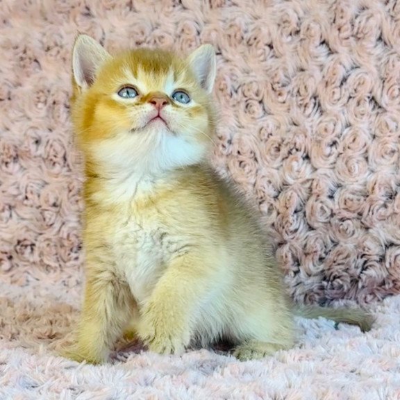 British Golden