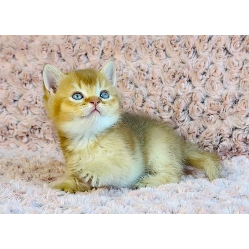 British Golden