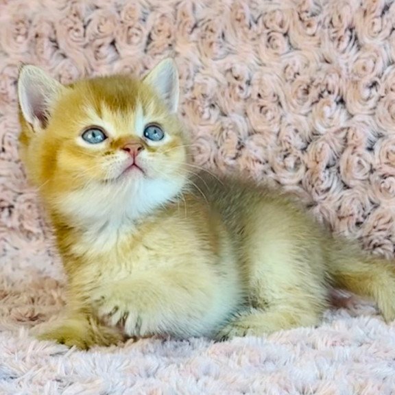 British Golden