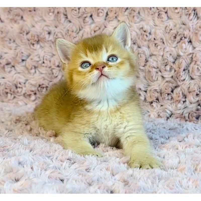British Golden