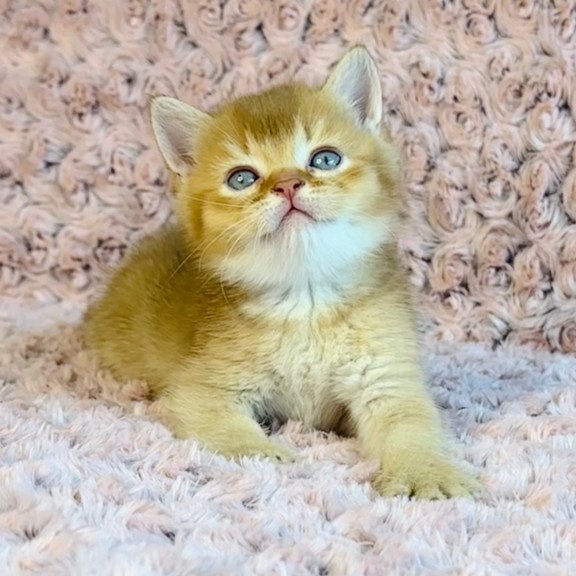 British Golden