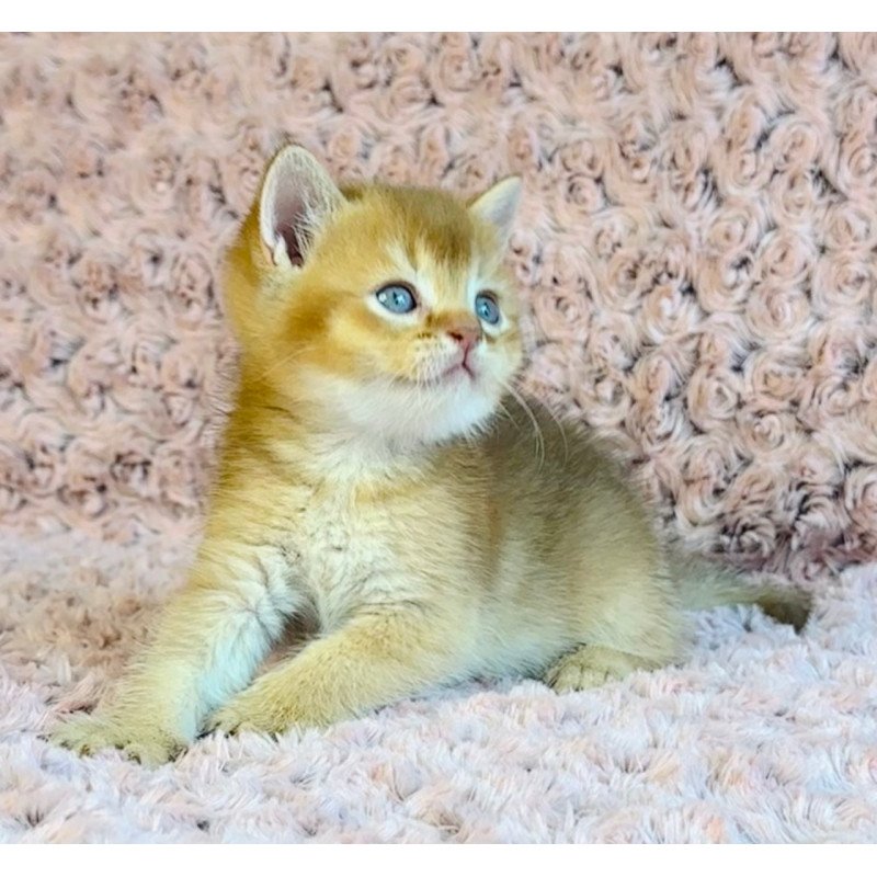 British Golden