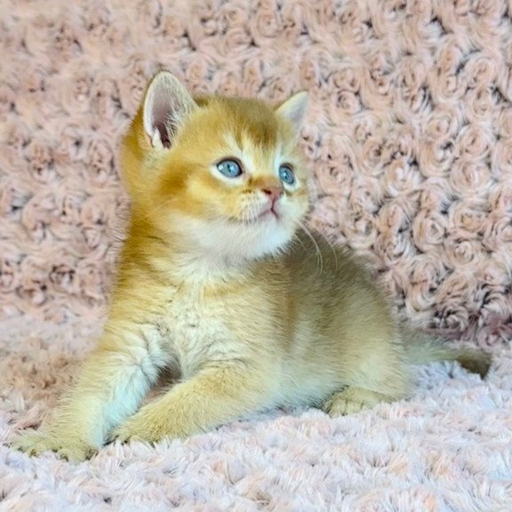 British Golden
