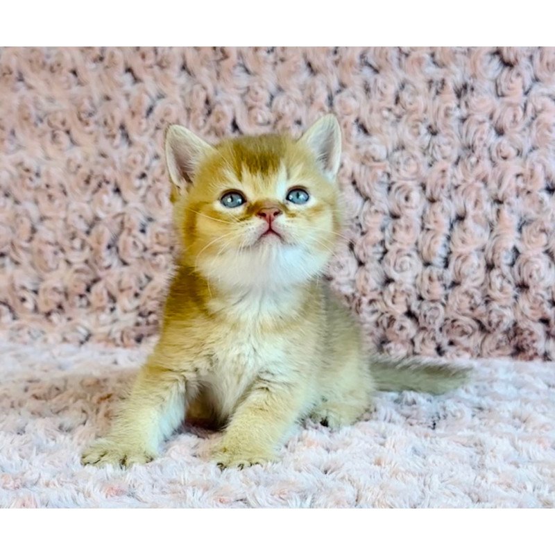 British Golden