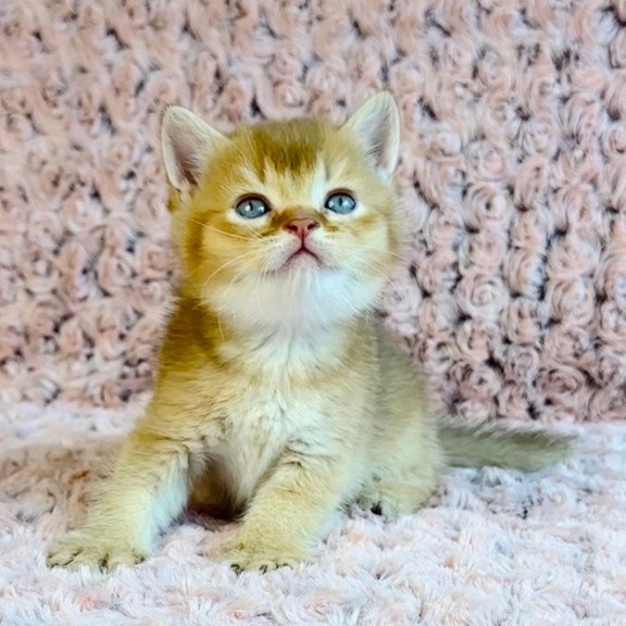 British Golden