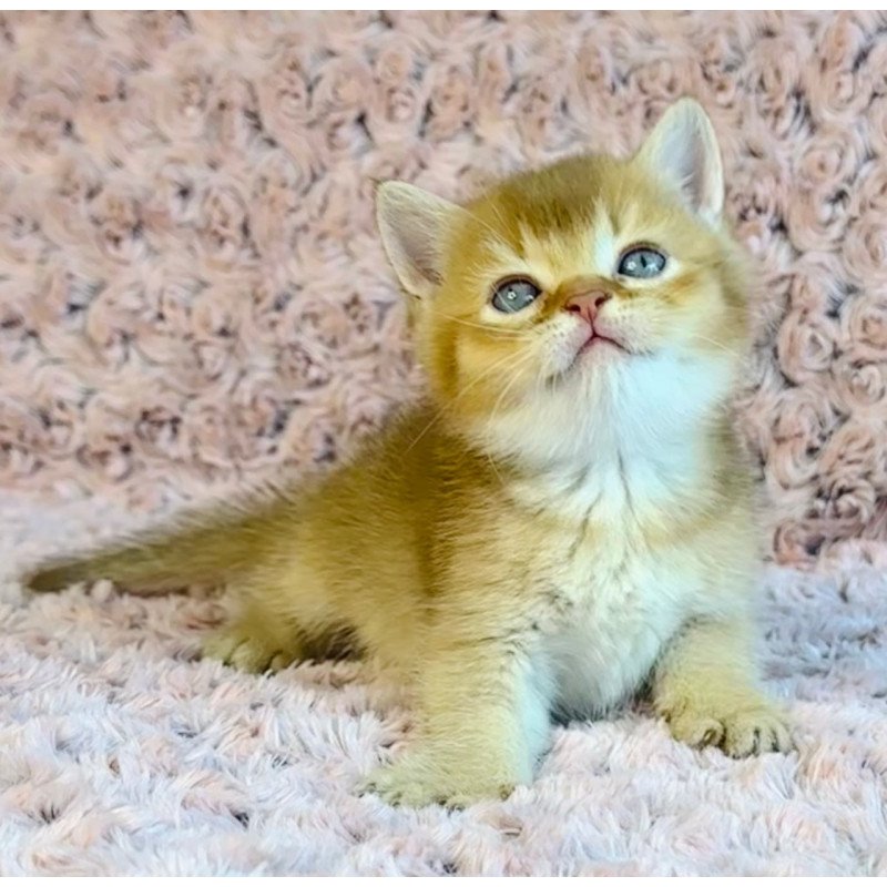 British Golden
