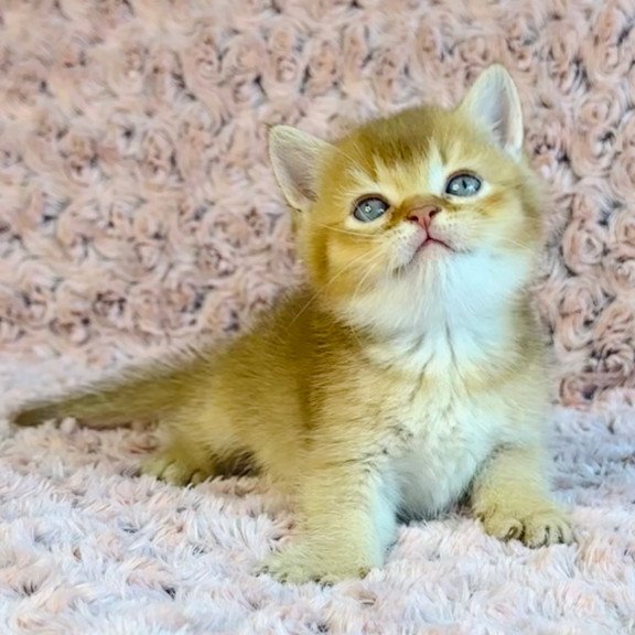 British Golden