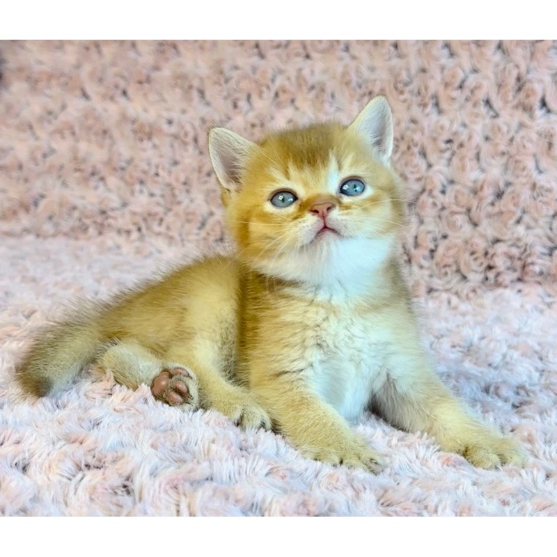 British Golden