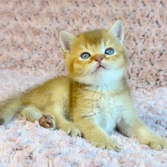 British Golden