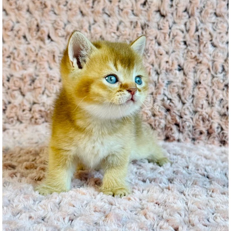 British Golden