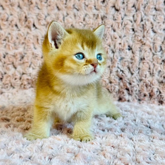 British Golden