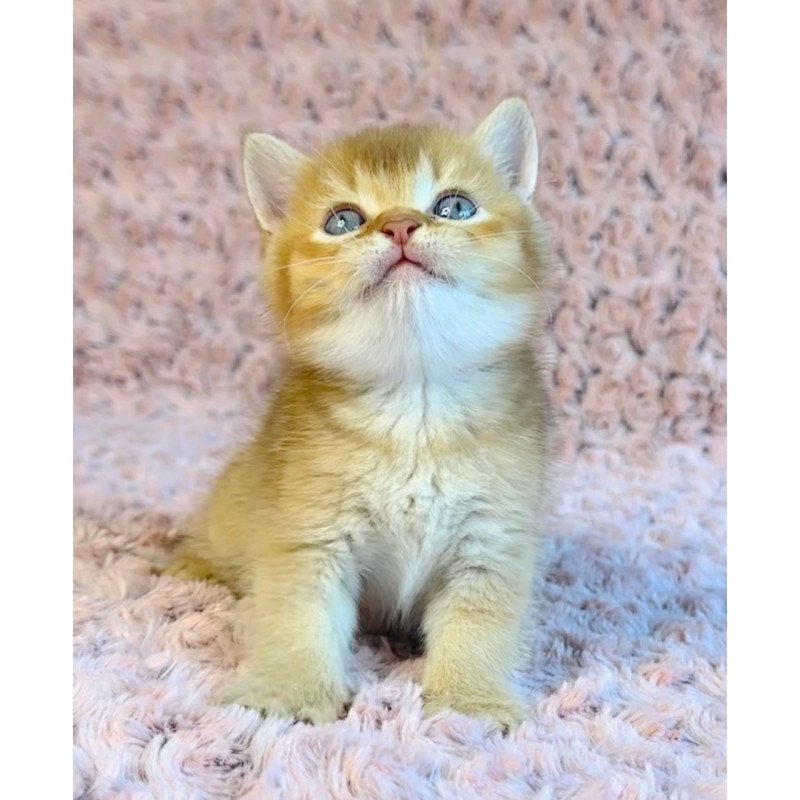 British Golden