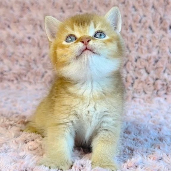 British Golden