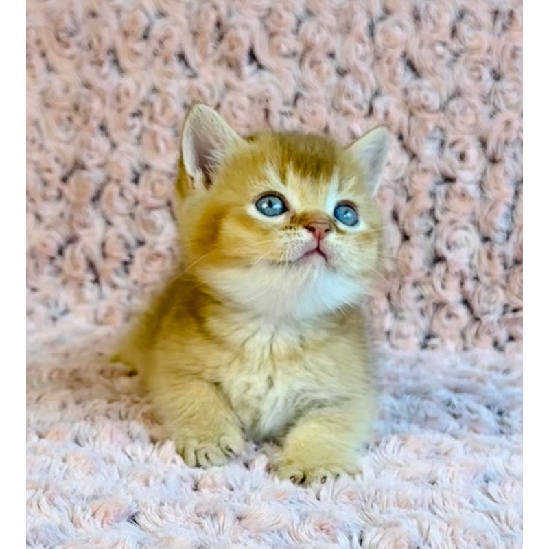 British Golden