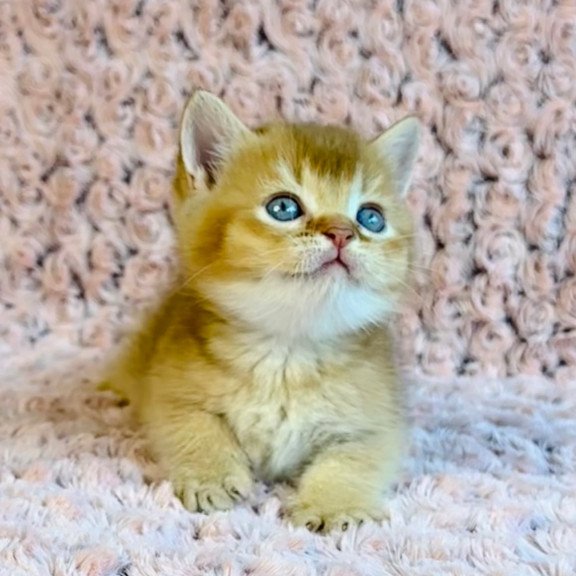 British Golden