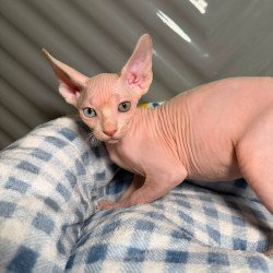 Sphynx Nad 7.20