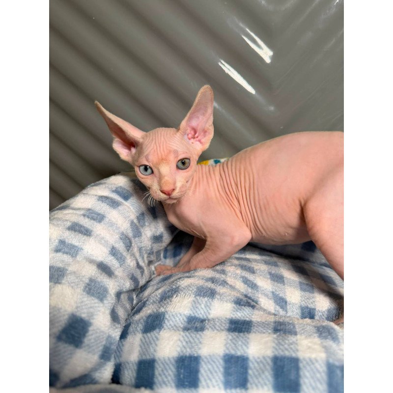 Sphynx Nad 7.20