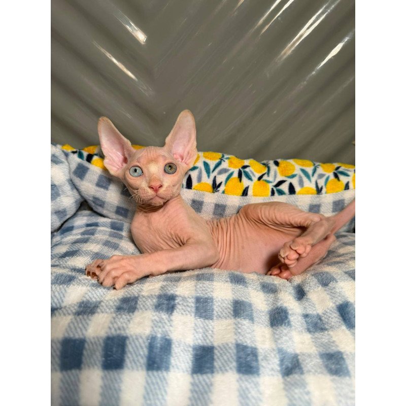 Sphynx Nad 7.20