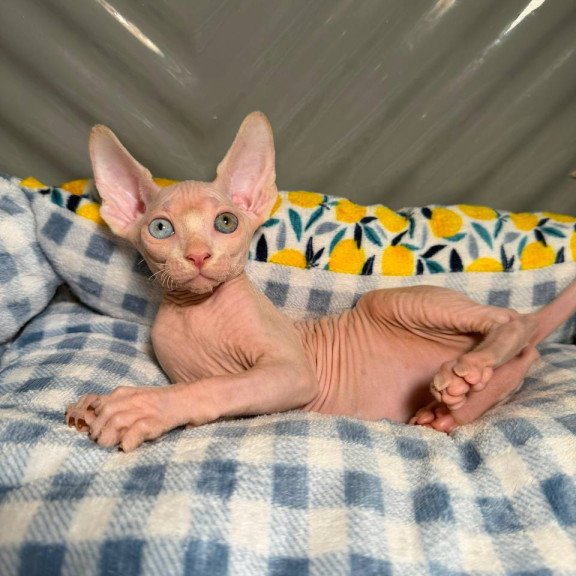 Sphynx Nad 7.20