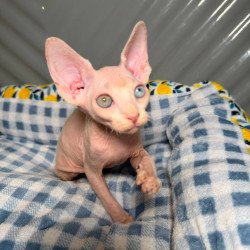 Sphynx Nad 7.21