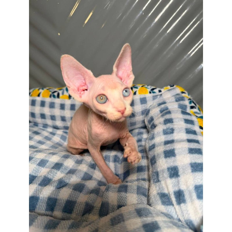 Sphynx Nad 7.21