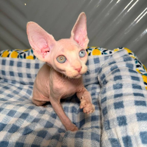 Sphynx Nad 7.21