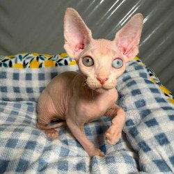 Sphynx Nad 7.21