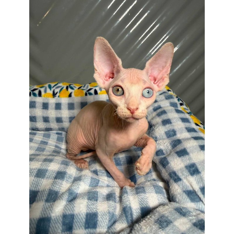 Sphynx Nad 7.21