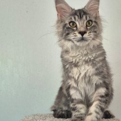 Maine Coon AP Amelia