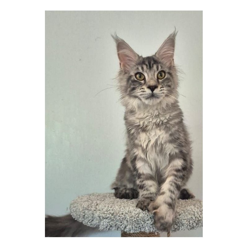 Maine Coon AP Amelia