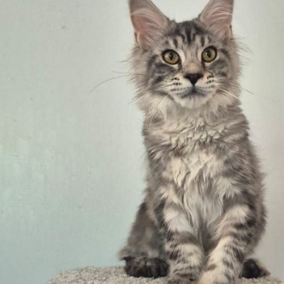 Maine Coon AP Amelia