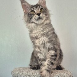Maine Coon AP Amelia