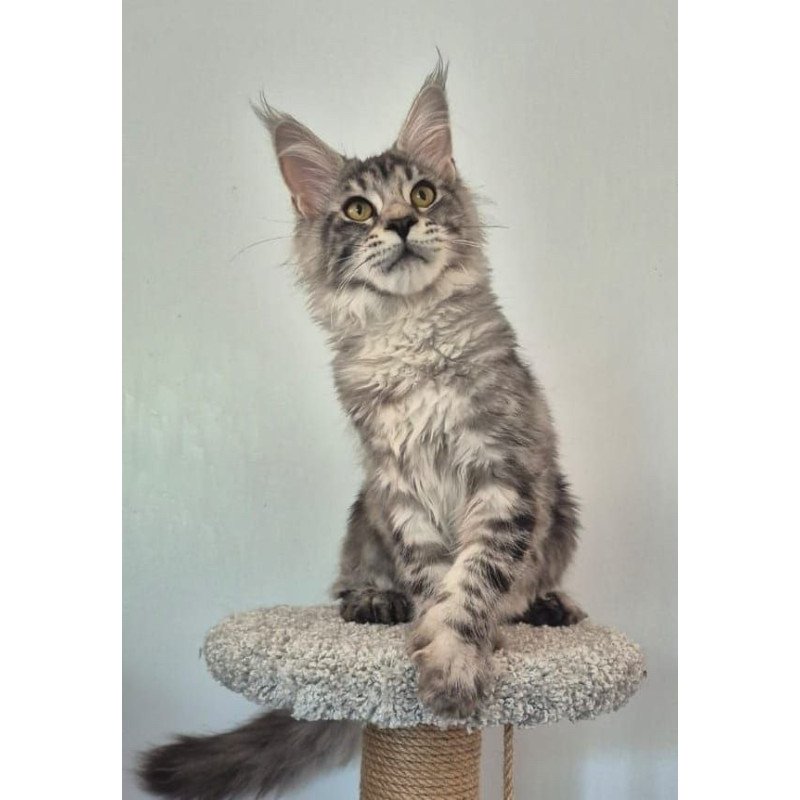Maine Coon AP Amelia