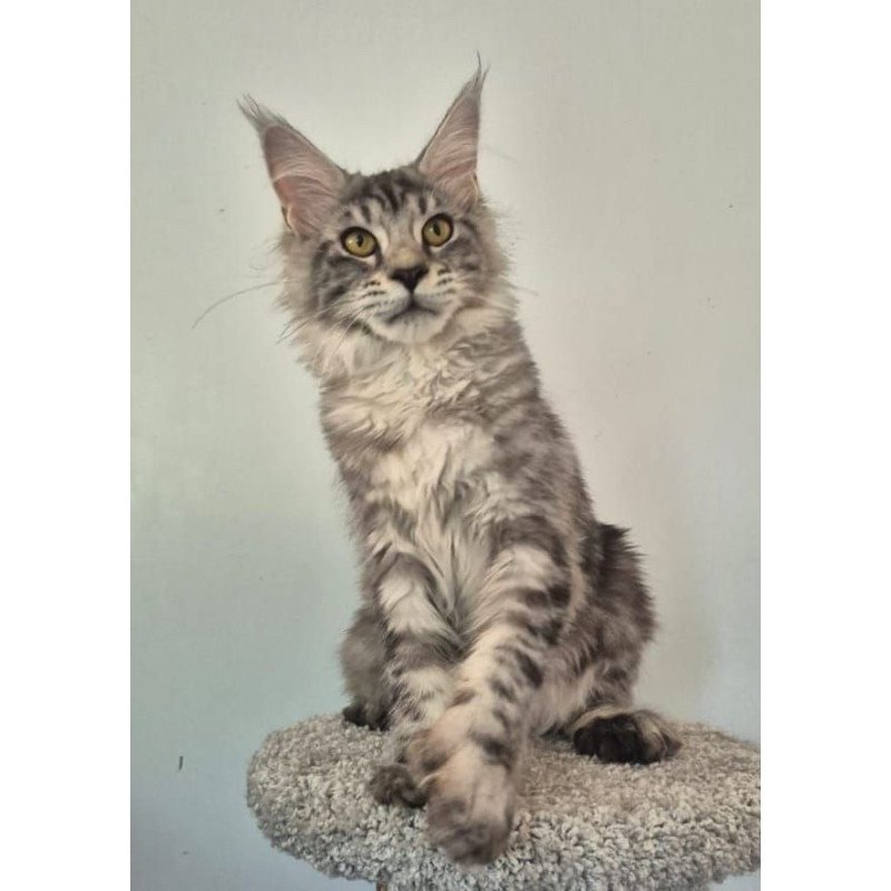 Maine Coon AP Amelia