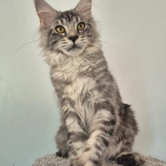 Maine Coon AP Amelia