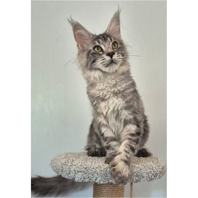 Maine Coon AP Amelia