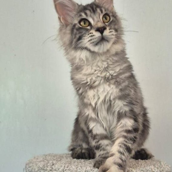 Maine Coon AP Amelia