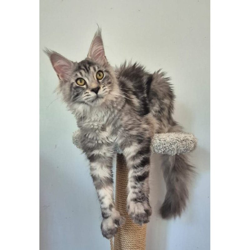 Maine Coon AP Amelia