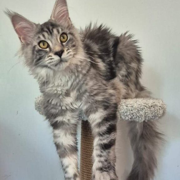 Maine Coon AP Amelia