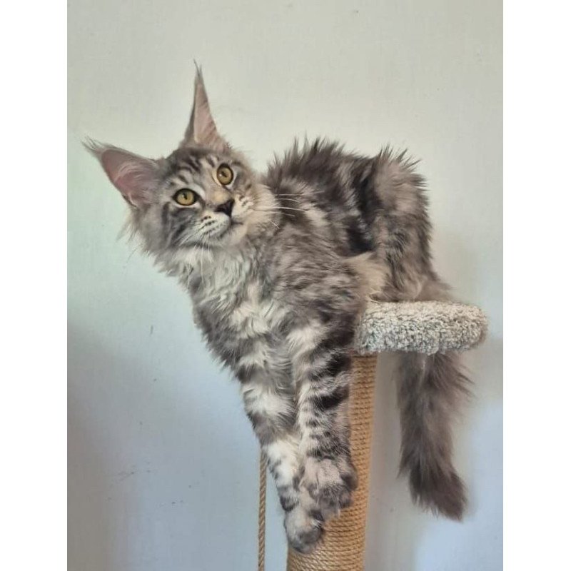 Maine Coon AP Amelia