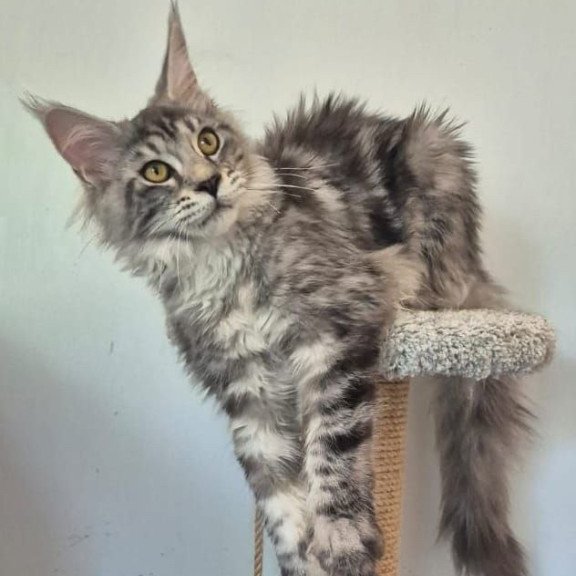 Maine Coon AP Amelia
