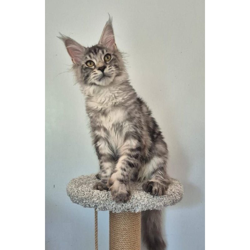 Maine Coon AP Amelia