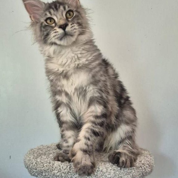 Maine Coon AP Amelia