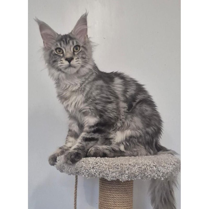 Maine Coon AP Amelia